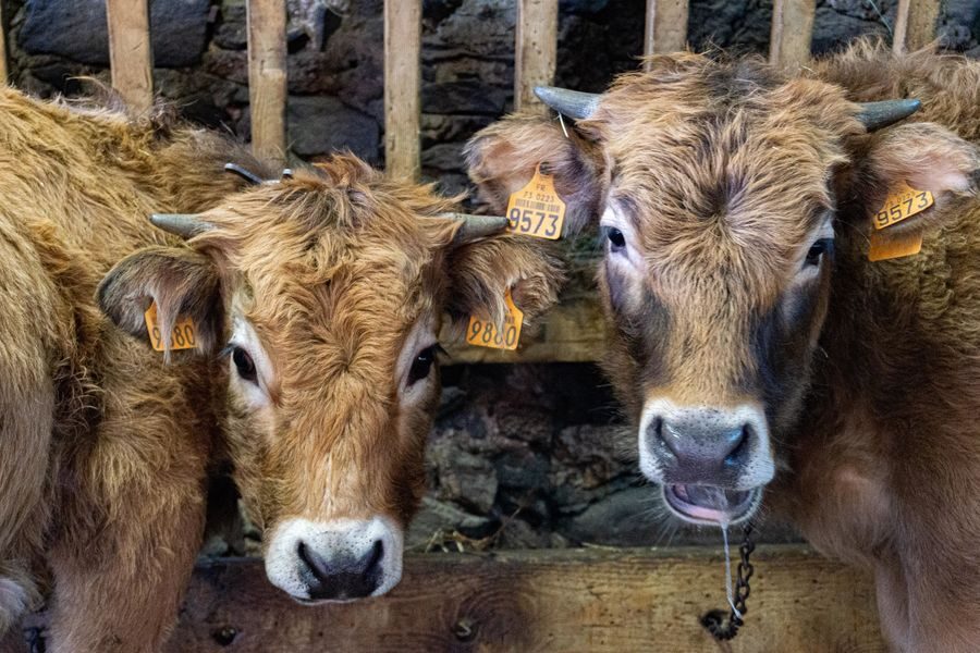 © Visite de la ferme de l'Aubrac - Corbier Tourisme