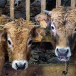 © Visite de la ferme de l'Aubrac - Corbier Tourisme