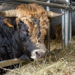 © Visite de la ferme de l'Aubrac - Corbier Tourisme