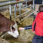 © Visite de la ferme de l'Aubrac - Corbier Tourisme