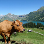 © Tarine sur les hauteurs du lac de Roselend - Savoie Mont Blanc Mari